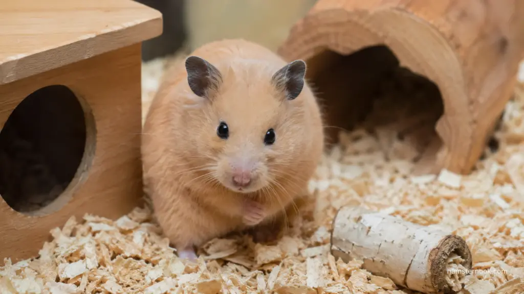 Golden Syrian hamster sitting beside wooden hideout in enclosure