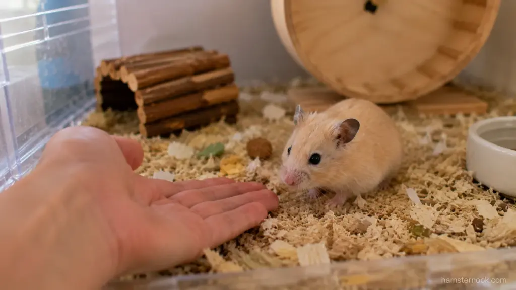 Syrian hamster resting inside wooden hideout in spacious enclosure