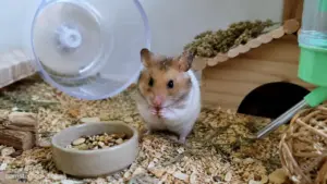 New hamster owner watching a hamster explore its cage for the first time