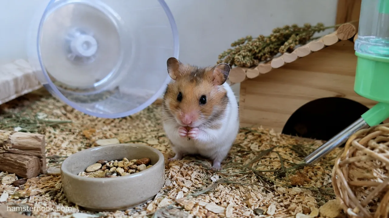 New hamster owner watching a hamster explore its cage for the first time