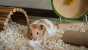 Bored hamster chewing cage bars and looking restless inside its enclosure