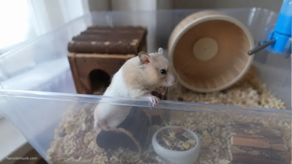 Dwarf hamster climbing the side of a plastic enclosure while exploring