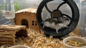 Comparison of the most active hamster breeds including Syrian and Roborovski hamsters