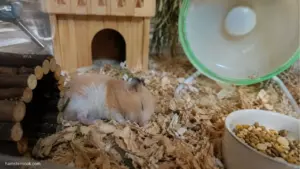 Syrian and Roborovski hamsters resting in their bedding to compare sleeping habits
