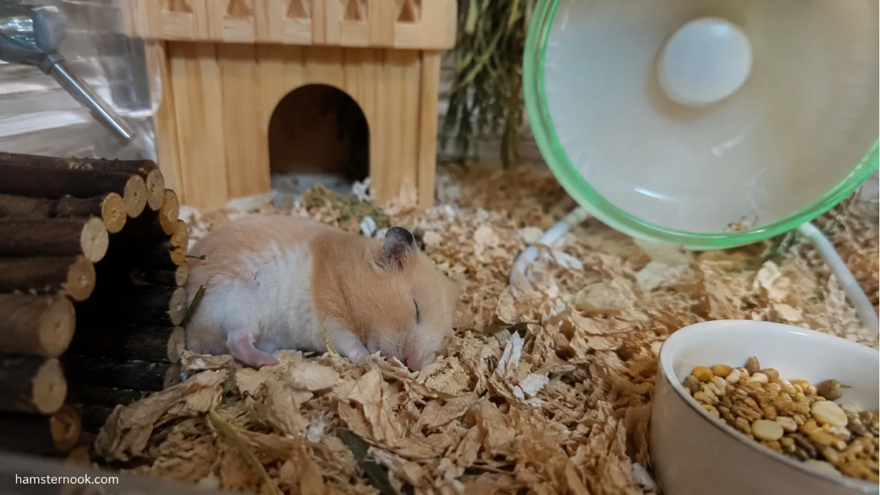 Syrian and Roborovski hamsters resting in their bedding to compare sleeping habits