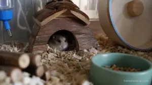 Hamster resting inside a hideout during the daytime