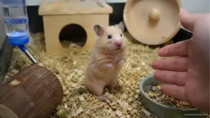 Hamster freezing and watching its owner near the cage