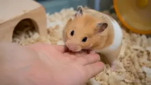 Pet hamster licking an owner's hand before gently nibbling a finger