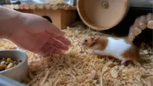 Pet hamster running away from owner's hand inside cage