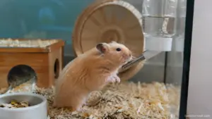 Hamster refusing to drink from its water bottle inside its cage