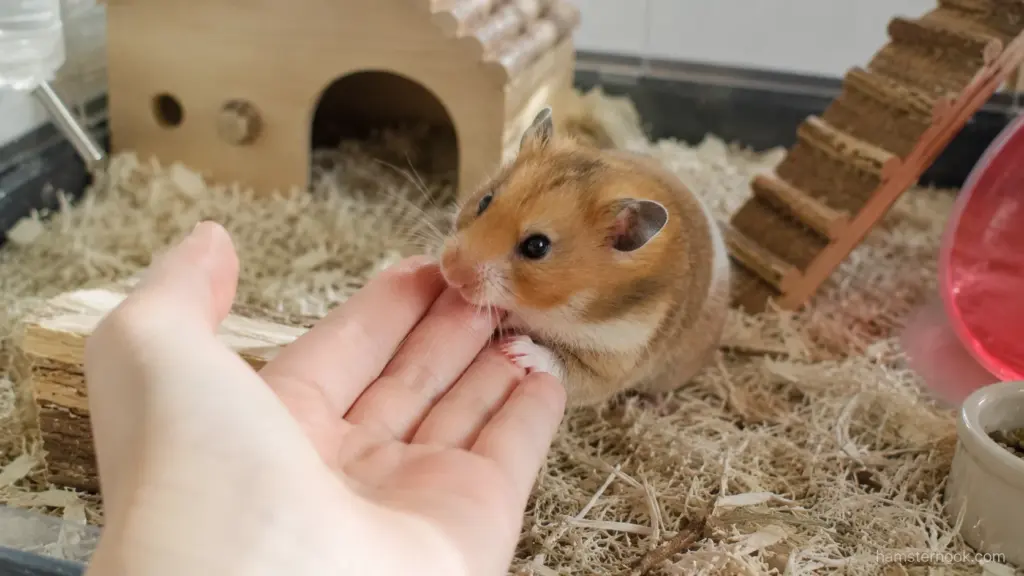 Syrian hamster gently licking an owner's finger while exploring by scent and taste