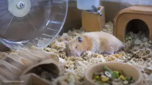 Hamster sitting quietly inside its cage with reduced activity levels