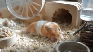 Weak hamster sitting quietly in its cage showing signs of illness