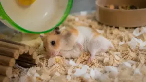 Weak hamster sitting quietly in its enclosure showing signs of illness