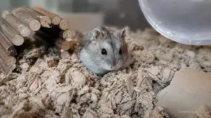 Pet hamster digging through deep bedding inside a burrow-friendly enclosure