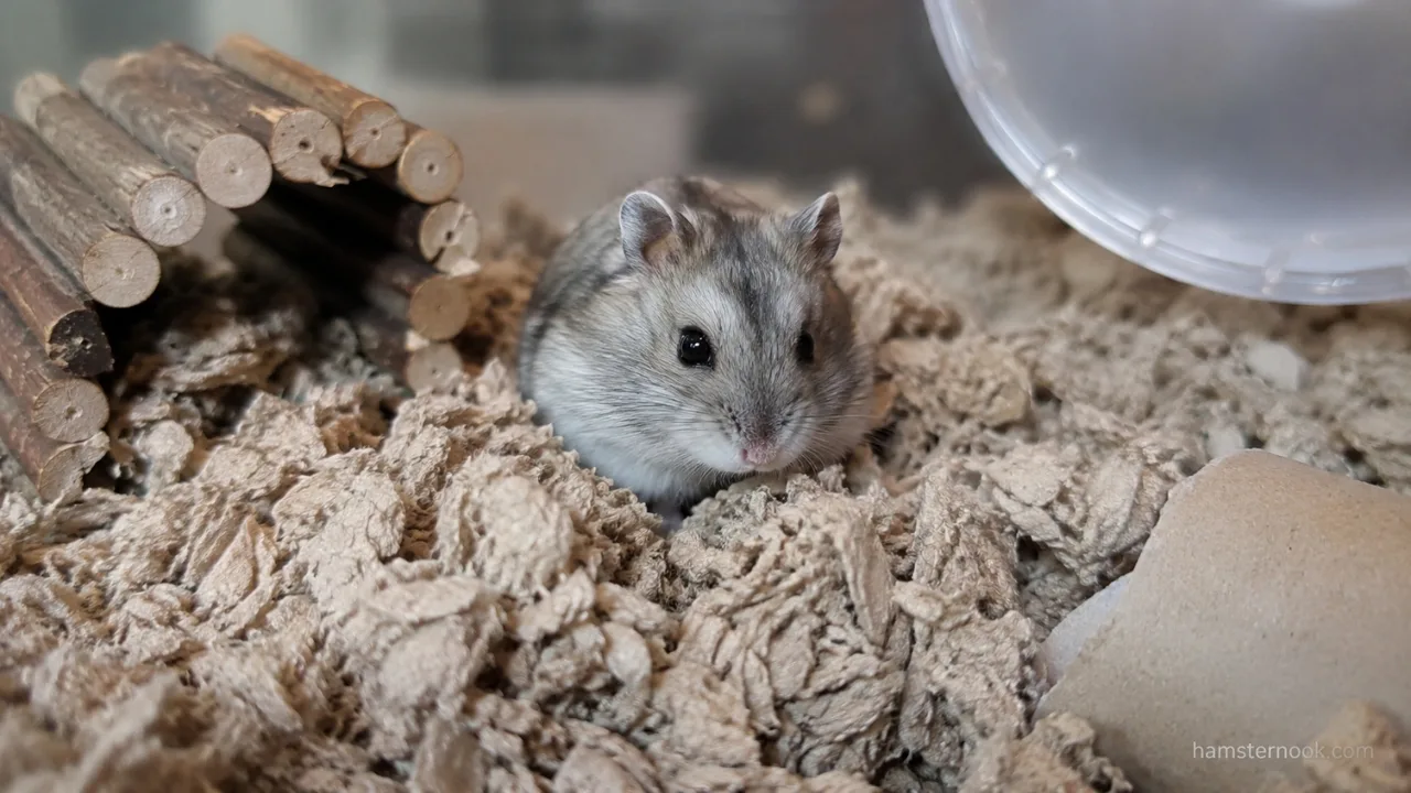 Pet hamster digging through deep bedding inside a burrow-friendly enclosure
