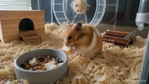 Syrian hamster sniffing a small piece of plain bread beside its food bowl.