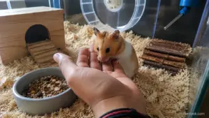 A calm Syrian hamster voluntarily climbing onto its owner's open hand inside a natural home enclosure.
