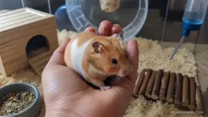 A calm Syrian hamster sitting comfortably in its owner's hands.