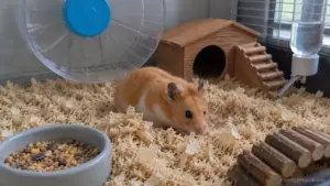 A Syrian hamster sitting on shallow bedding inside an enclosure before deeper bedding is added for burrowing.