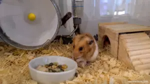 Pet hamster in a spacious cage illustrating common hamster care mistakes that can affect health and lifespan