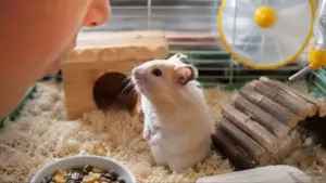 Syrian hamster listening to its owner's voice during gentle interaction