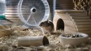 Pet hamster exploring its enclosure in dim lighting using its natural low-light vision