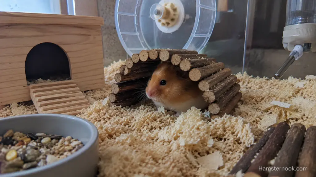 Hamster standing alert after hearing an unexpected sound