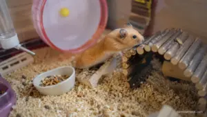 Syrian hamster exploring tunnels and enrichment toys inside a spacious enclosure