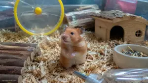Healthy Syrian hamster exploring its enclosure and showing natural behaviors