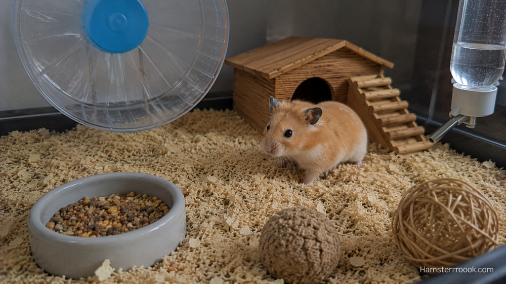 Syrian hamster exploring enrichment toys inside a spacious enclosure