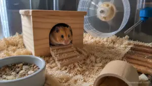 Hamster reacting to a loud noise while standing alert inside its enclosure