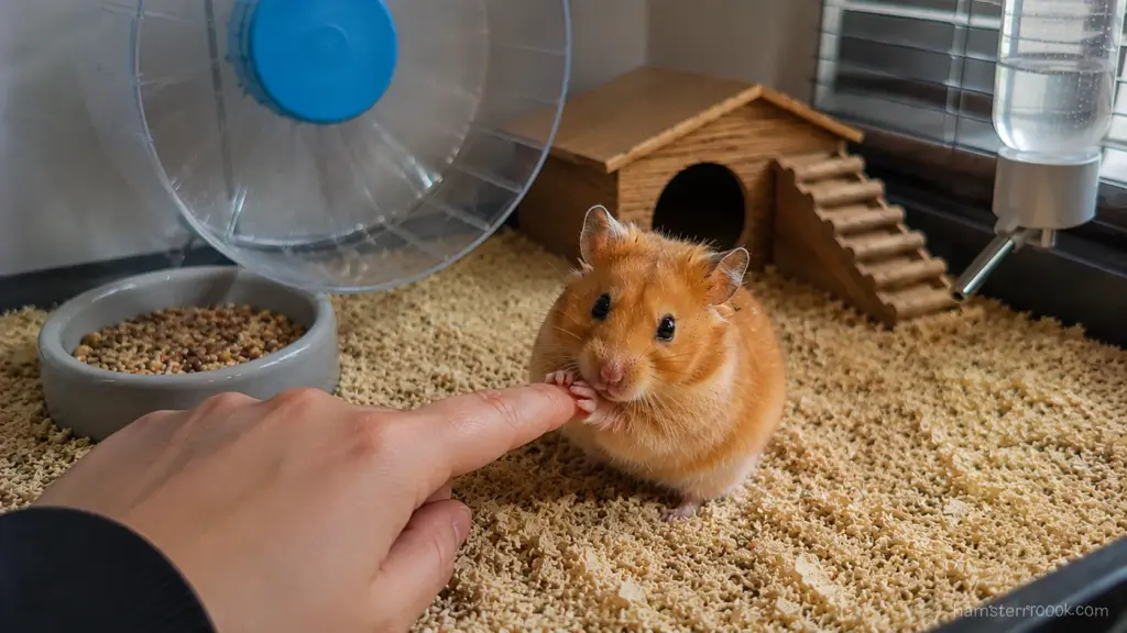 Syrian hamster walking normally with healthy nail length