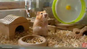 Pet hamster standing upright and sniffing its surroundings while communicating through body language