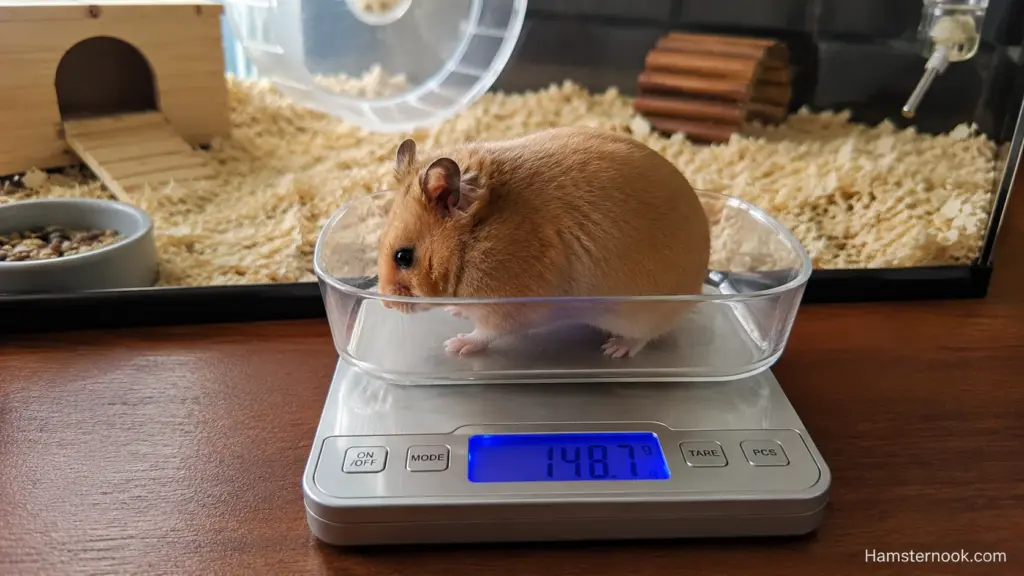 Older hamster being weighed on a digital gram scale during a routine health check