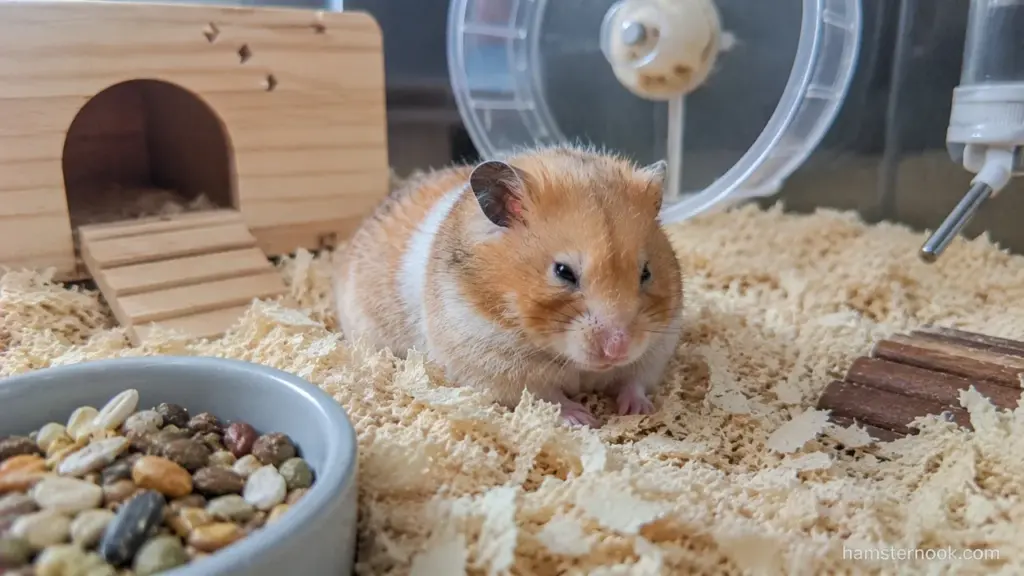Senior Hamster Care: How to Keep an Older Hamster Comfortable and Healthy