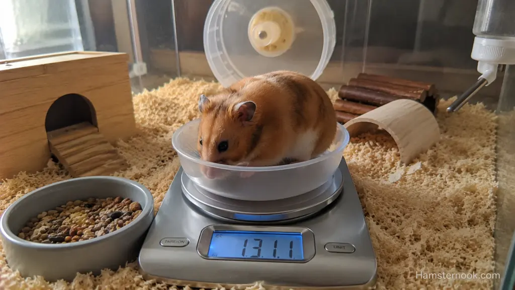 Hamster being weighed in a small container on a digital gram scale