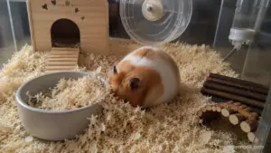 Syrian hamster covering its food bowl with paper bedding inside a clean enclosure