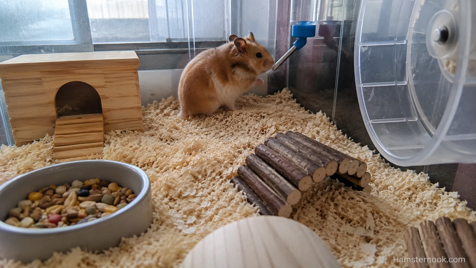 Syrian hamster sitting protectively in one corner of its cage near its nest