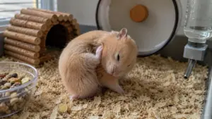 Syrian hamster scratching behind its ear while grooming inside a clean habitat