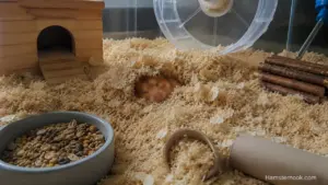 Syrian hamster sleeping under soft paper bedding in a different corner of its enclosure