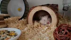 Hamster sleeping more than usual inside its nest while resting in a cozy cage