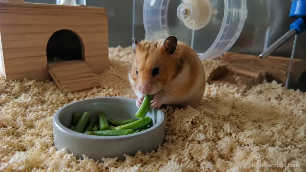 Can Hamsters Eat Green Beans? Safe Portions, Raw vs Cooked & Feeding Tips