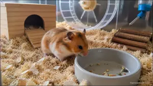 hamster without food