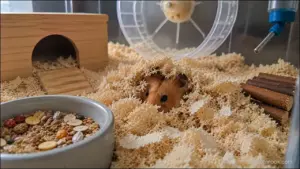 Hamster breathing safely under deep bedding while burrowing