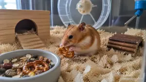 Can hamsters eat pretzels