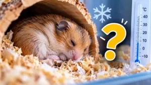 Hamster hibernation with a cold hamster resting in its bedding